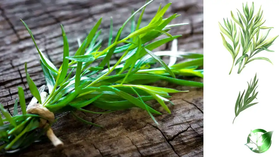 Supplier evaluation for Dried Tarragon should cover specification, packaging, supporting records, logistics, and all-in receiving cost.